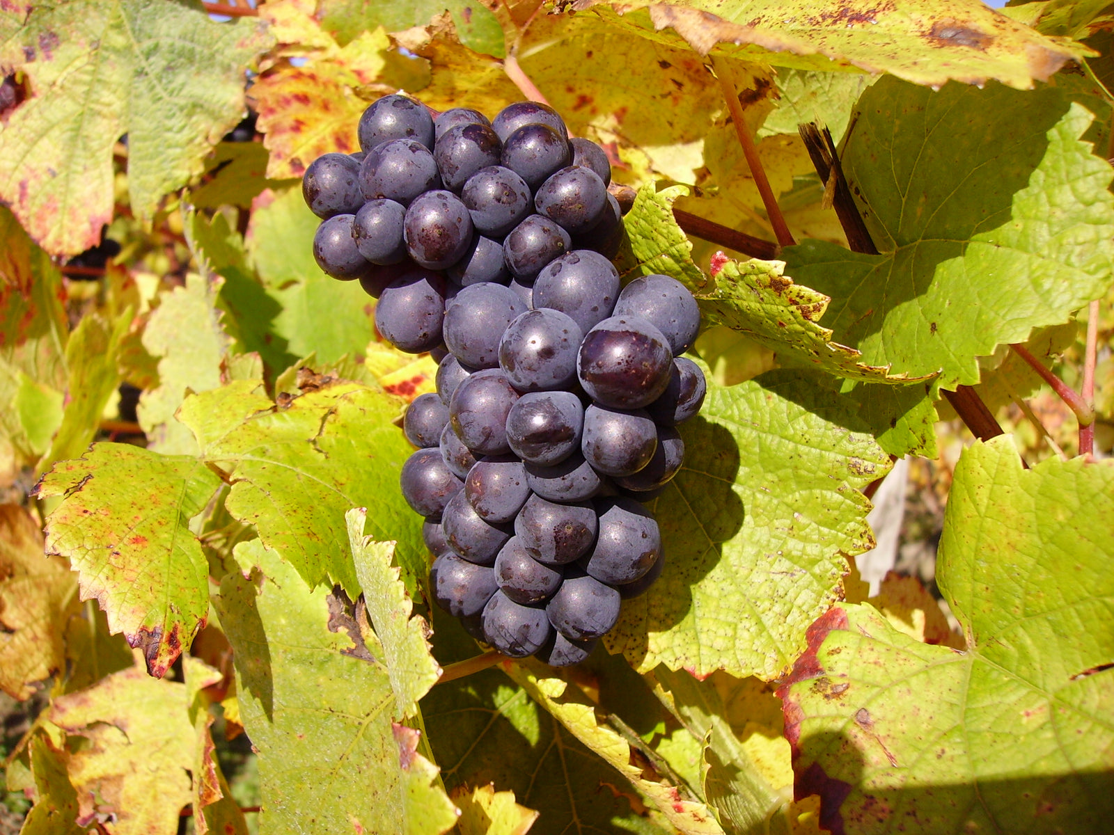 Pinot Noir grapes ripening on the vine near Sancerre, Burgundy region